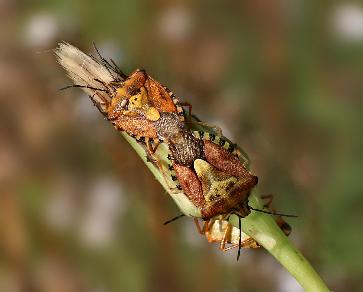 Carpocoris purpureipennis  - e il terzo che ci fa ?